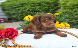 Miniature Dachshund dogs for sale: Tom - Image 9