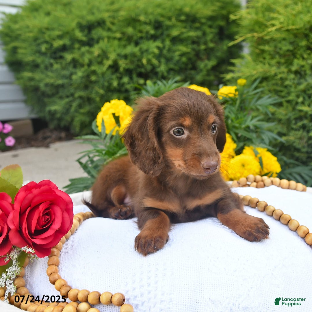 Miniature Dachshund dogs for sale: Tom - Image 9