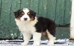Australian Shepherd dogs for sale: Boston - Image 2