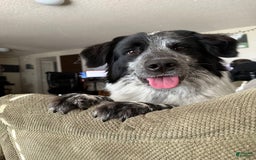 Australian Cattle Dog dogs for sale: Ash - Image 10