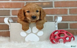 Goldendoodle dogs for sale: Rocky - Image 2