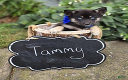 Pomsky dogs for sale: Tammy - Image 2