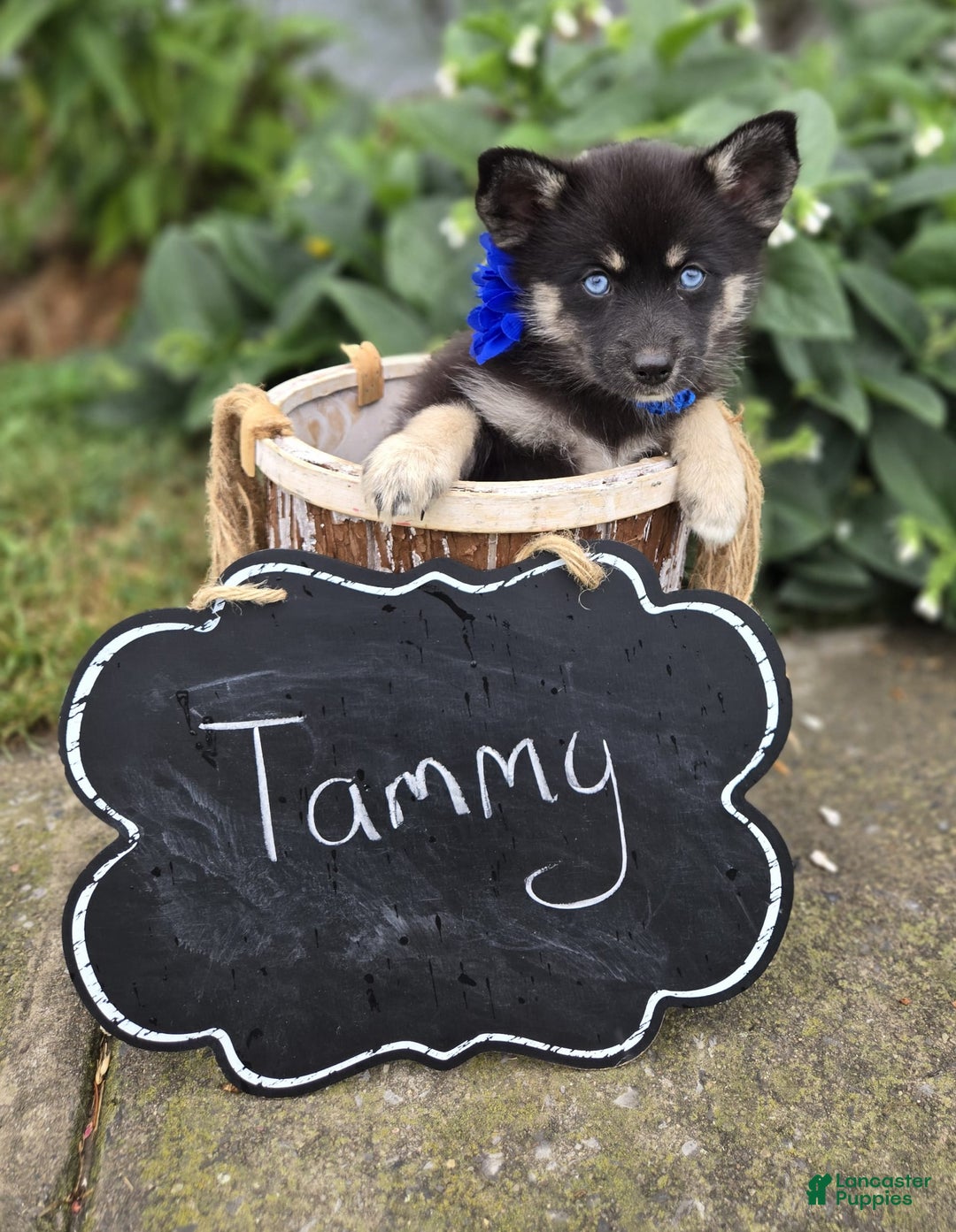 Pomsky dogs for sale: Tammy - Image 2