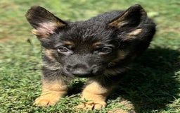 German Shepherd dogs for sale: Daisy - Image 2