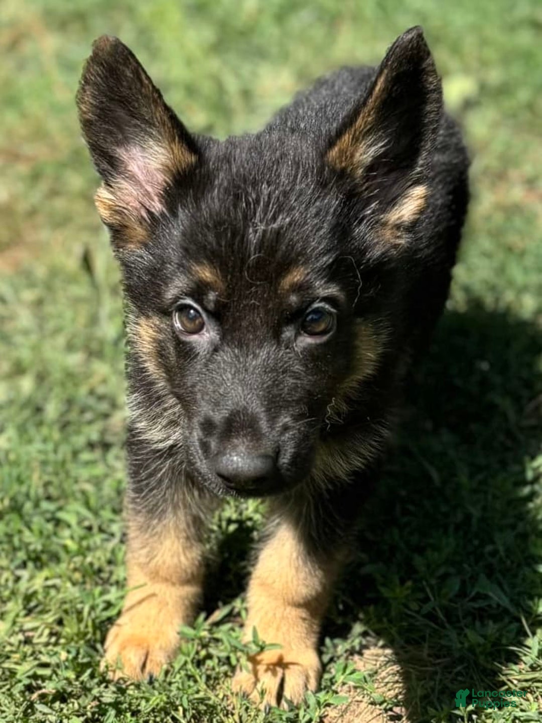 German Shepherd dogs for sale: Daisy - Image 2