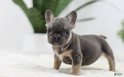 French Bulldog dogs for sale: Sky - Image 3