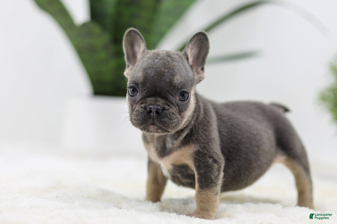 French Bulldog dogs for sale: Sky - Image 3