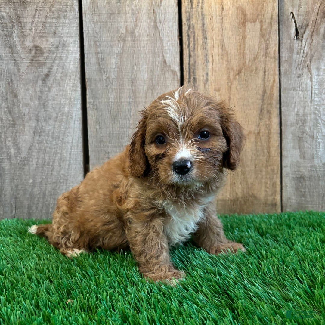 Cavapoo dogs for sale: Stella - Image 2