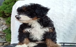 Mini Bernedoodle dogs for sale: Oakley - Image 22