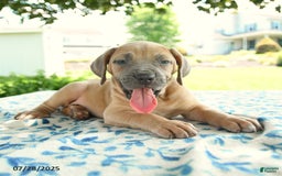 Cane Corso dogs for sale: Harley - Image 4