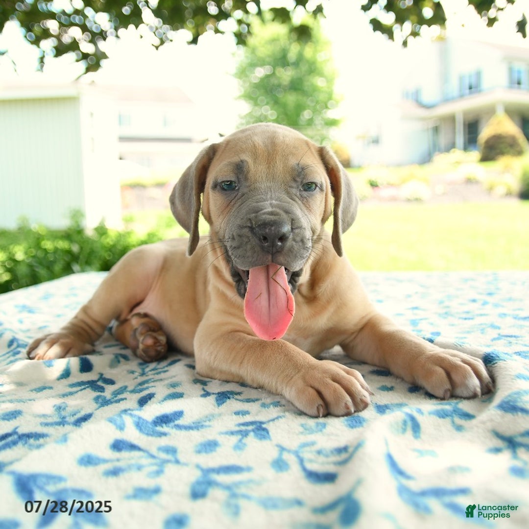 Cane Corso dogs for sale: Harley - Image 4