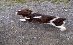 English Springer Spaniel dogs for sale: Bernie - Image 2