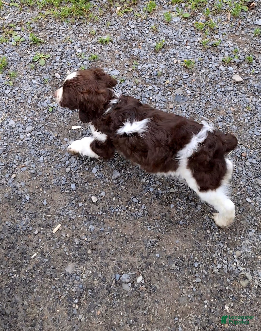 English Springer Spaniel dogs for sale: Bernie - Image 2