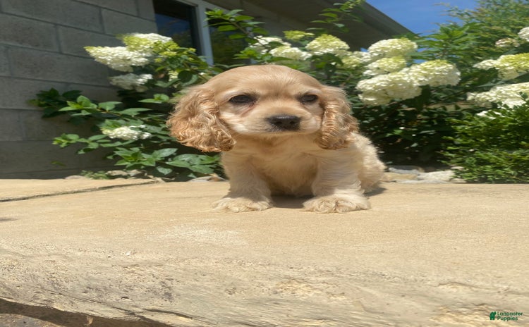 Cocker Spaniel dogs for sale - Ad 1
