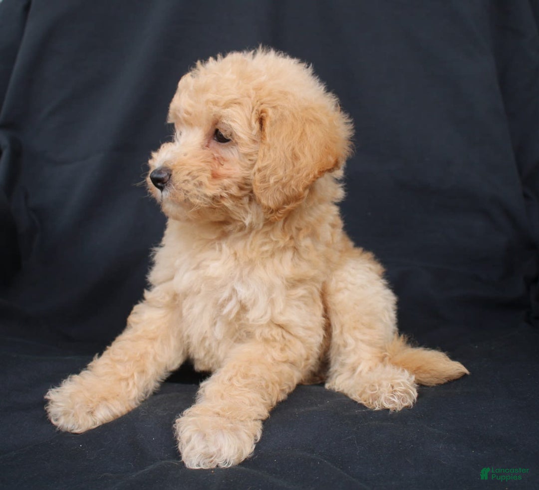 Bichpoo dogs for sale: Buster - Image 6