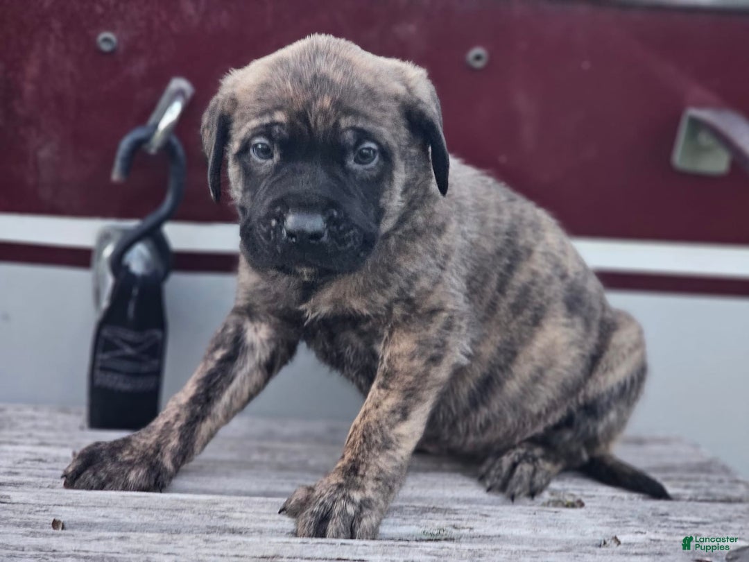 English Mastiff dogs for sale: Zoey - Image 1