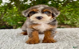 Bernedoodle dogs for sale: Alexander - Image 2