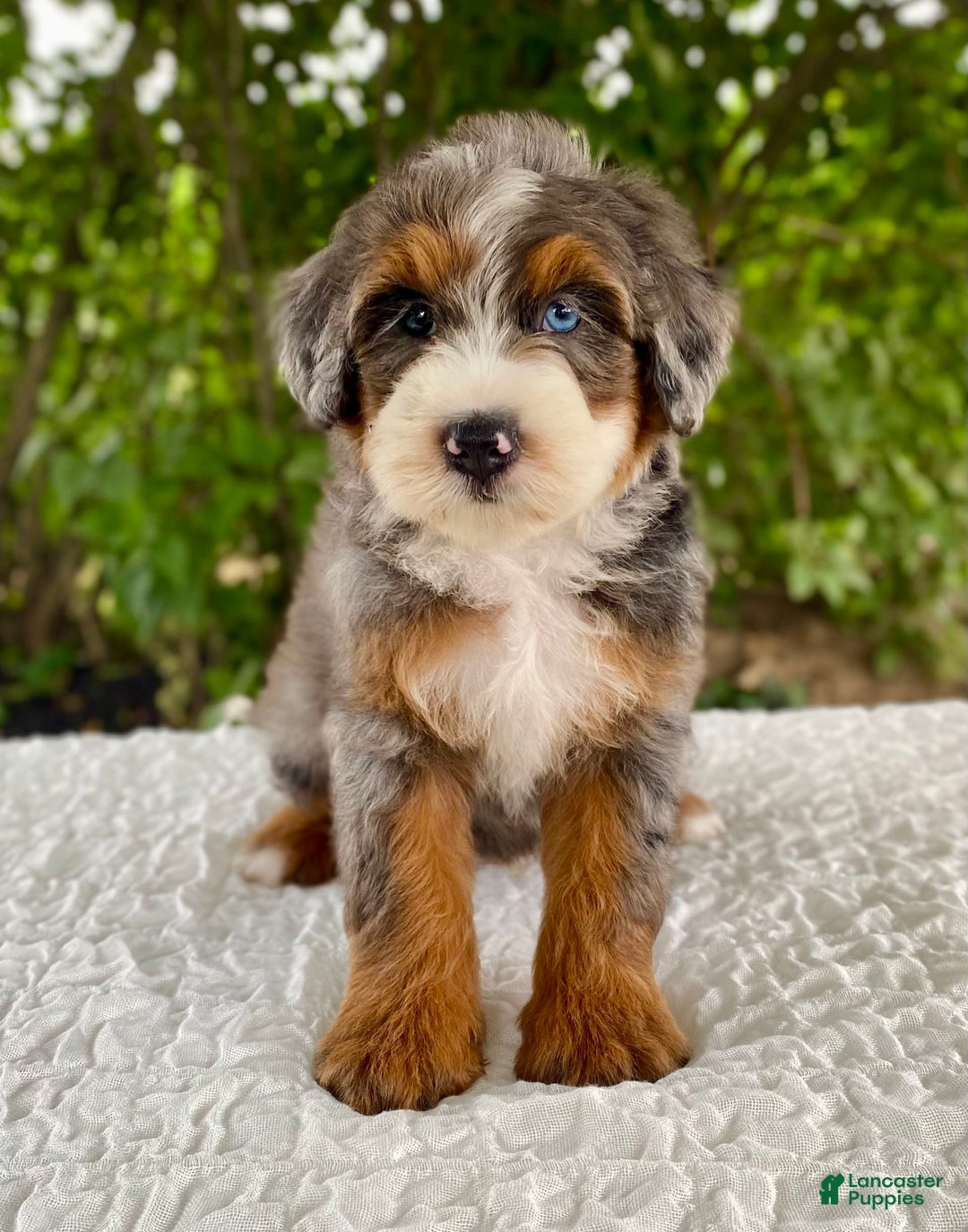 Bernedoodle dogs for sale: Alexander - Image 2