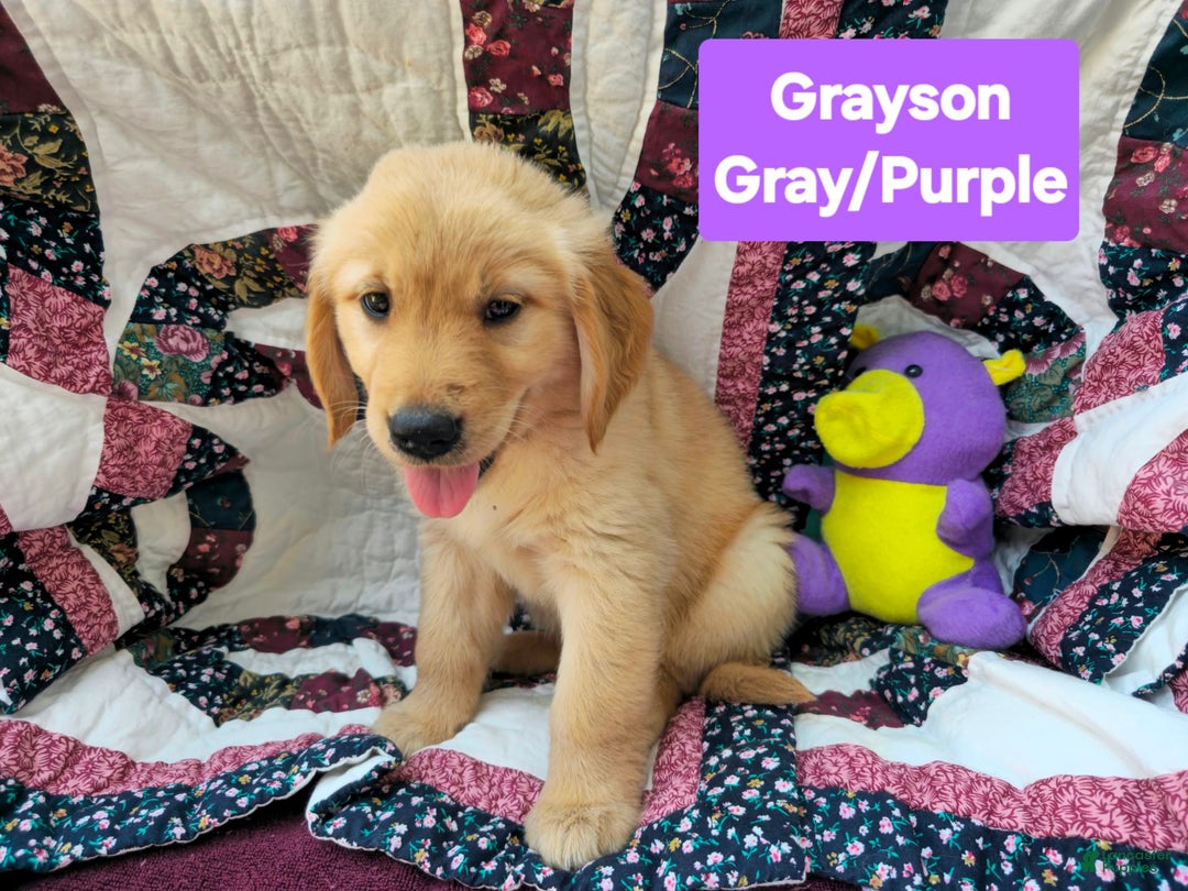 Golden Retriever dogs for sale: Groot the Great - Image 2