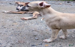 Whippet dogs for sale: Tilly - Image 9