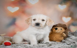 Goldendoodle dogs for sale: Roxie - Image 4
