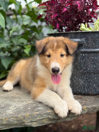 Collie dogs for sale - Ad 3