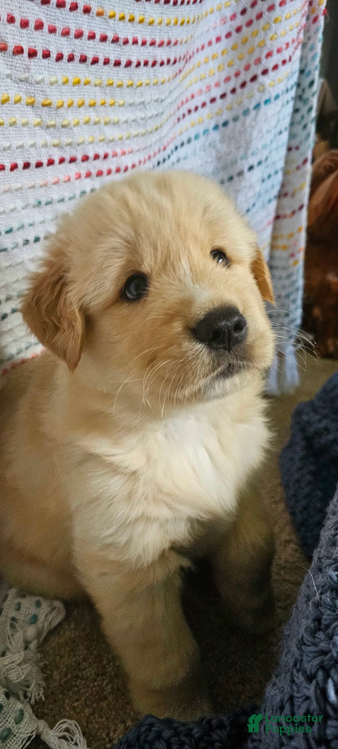 Goberian dogs for sale: Hotdog - Image 3