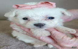 Maltipoo dogs for sale: Amara - Image 3
