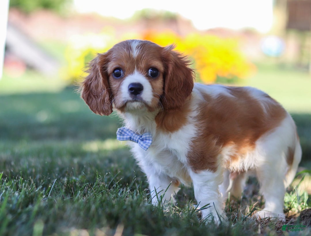 Cavalier King Charles Spaniel dogs for sale: Winston - Image 2