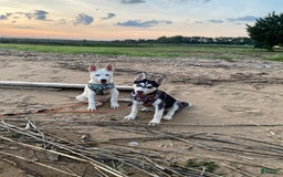 Pomsky dogs for sale: Digger - Image 8