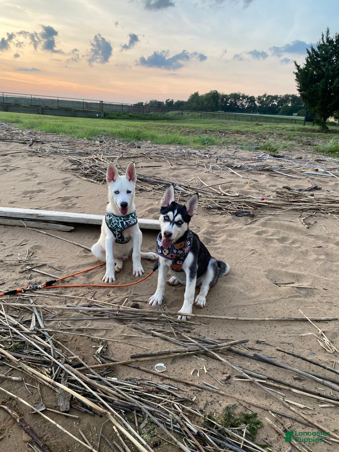 Pomsky dogs for sale: Digger - Image 8