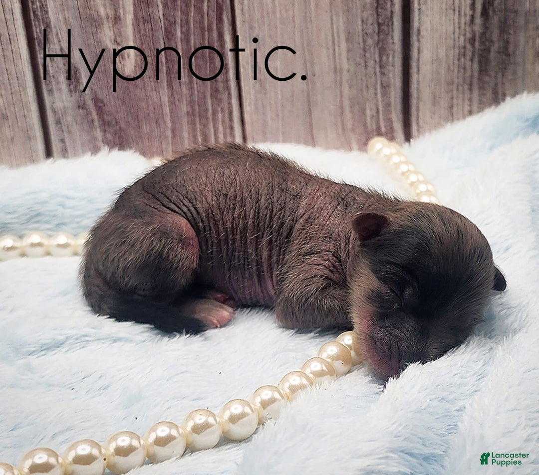 Chinese Crested dogs for sale: Hypnotic - Image 3