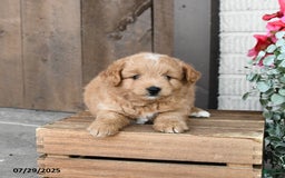 Pomapoo dogs for sale: Rocky - Image 3