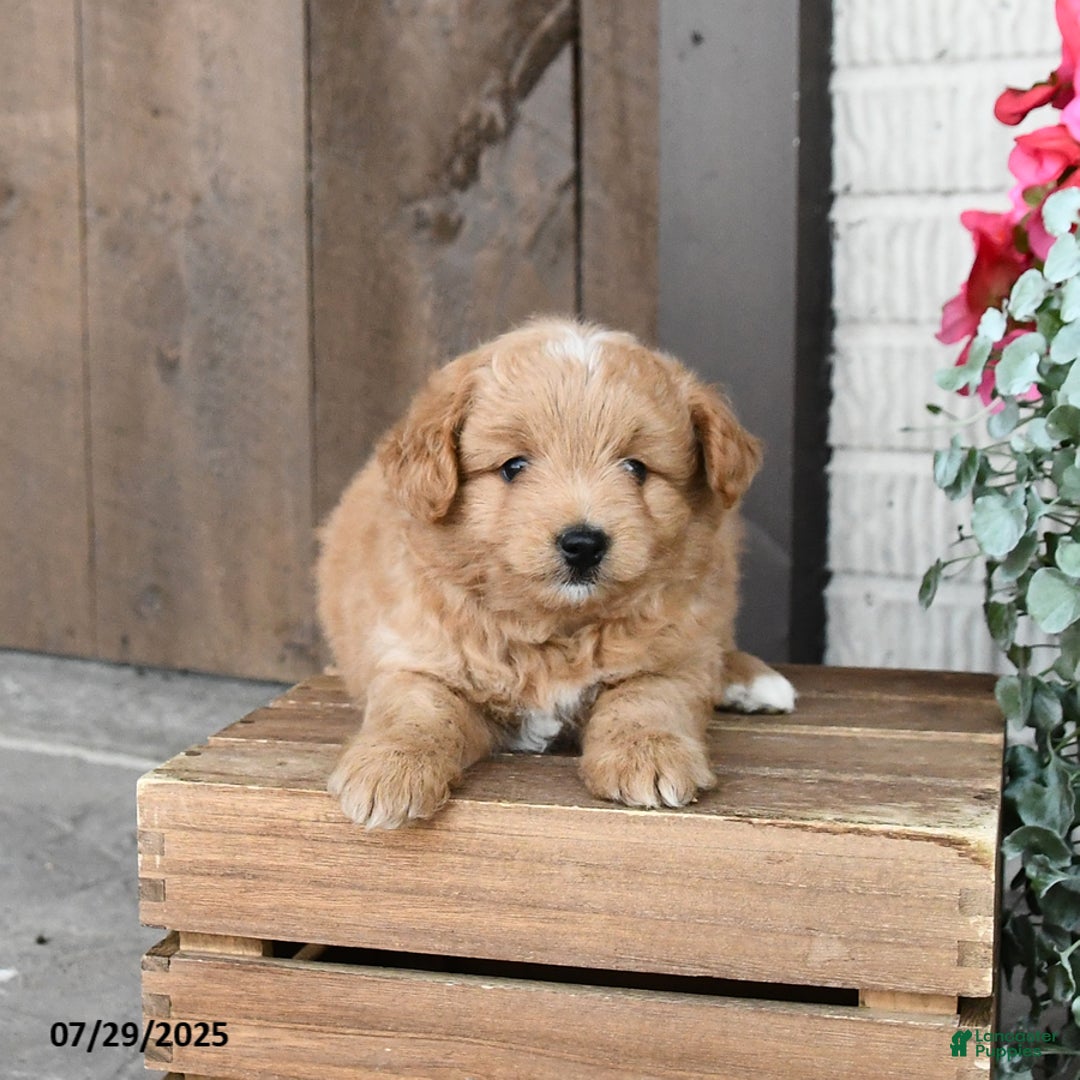Pomapoo dogs for sale: Rocky - Image 3