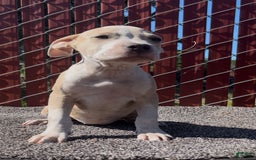 American Bully dogs for sale: Light - Image 4