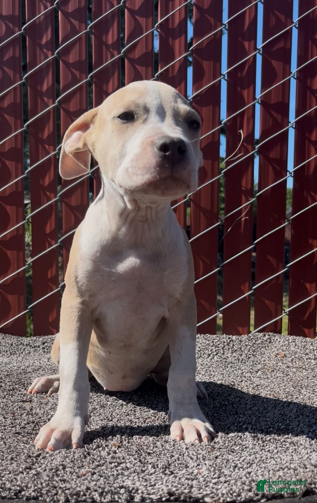 American Bully dogs for sale: Light - Image 4