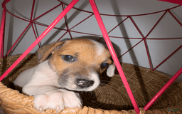 Jack Russell Terrier dogs for sale: Sydney - Image 8
