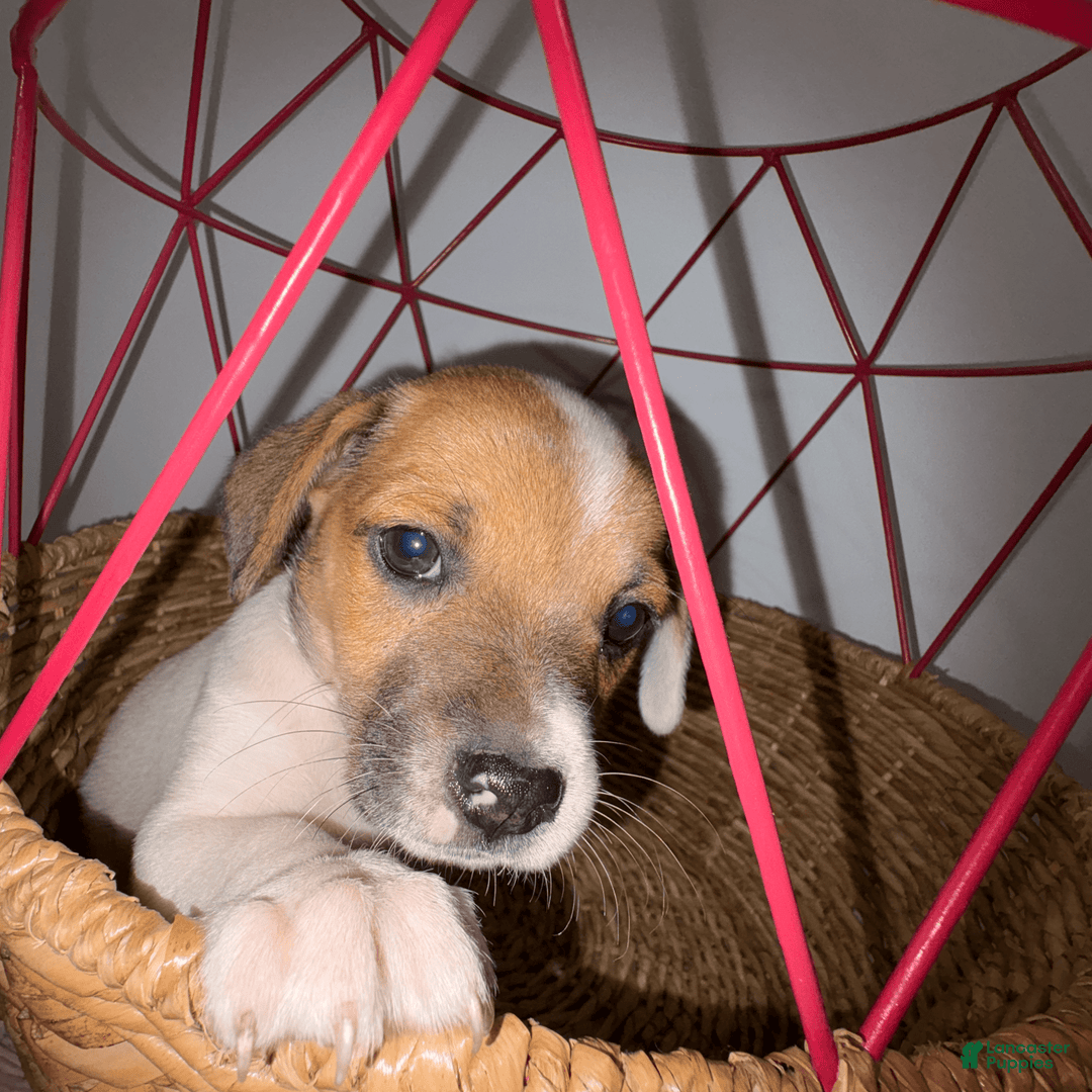 Jack Russell Terrier dogs for sale: Sydney - Image 8