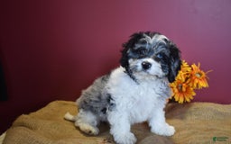 Cavapoo dogs for sale: Joann - Image 6