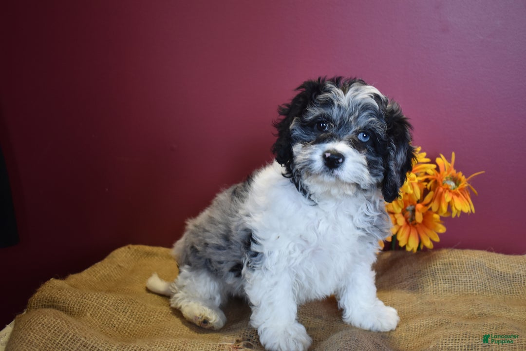 Cavapoo dogs for sale: Joann - Image 6