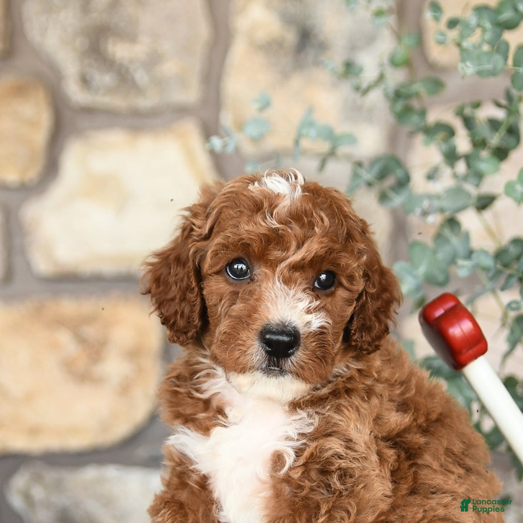 Mini Goldendoodle dogs for sale: Buddy - Image 2