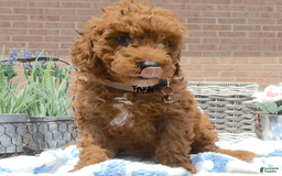 Toy Poodle dogs for sale: MorkieBear - Image 1