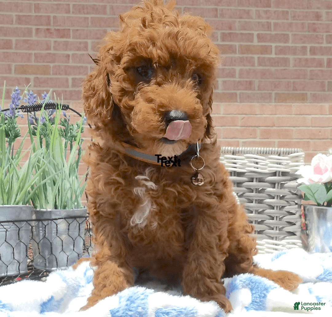 Toy Poodle dogs for sale: MorkieBear - Image 1