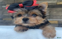 Yorkshire Terrier dogs for sale: Bo - Image 5