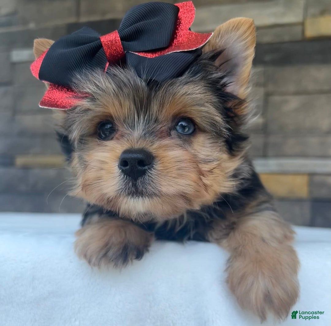 Yorkshire Terrier dogs for sale: Bo - Image 5