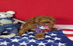 Mini Goldendoodle dogs for sale: Keebler Blue Collar Toy Size - Image 1