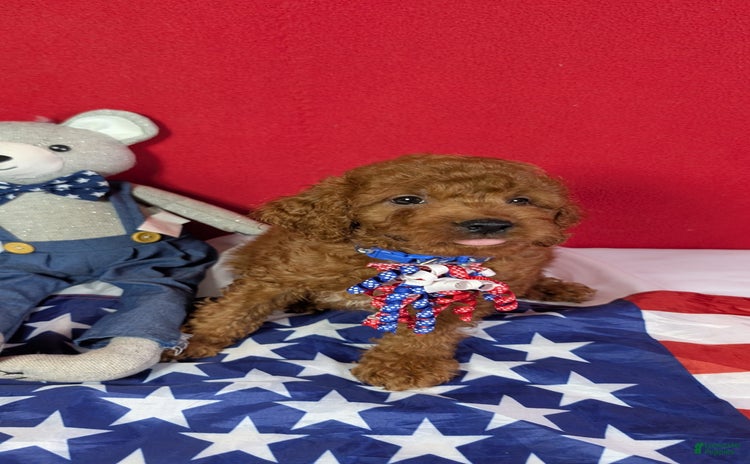Mini Goldendoodle dogs for sale - Ad 1