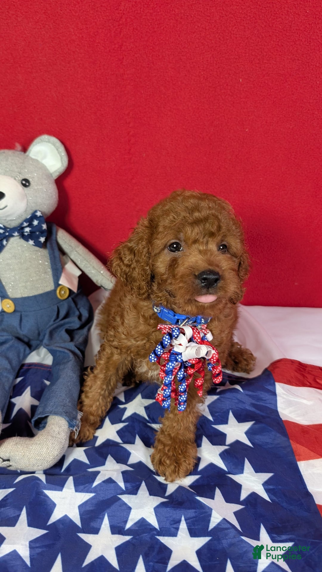 Mini Goldendoodle dogs for sale: Keebler Blue Collar Toy Size - Image 1