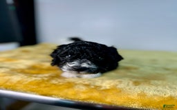 Mini Bernedoodle dogs for sale: Diamond - Image 17
