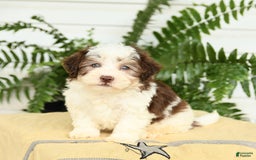 Havanese dogs for sale: Max - Image 2